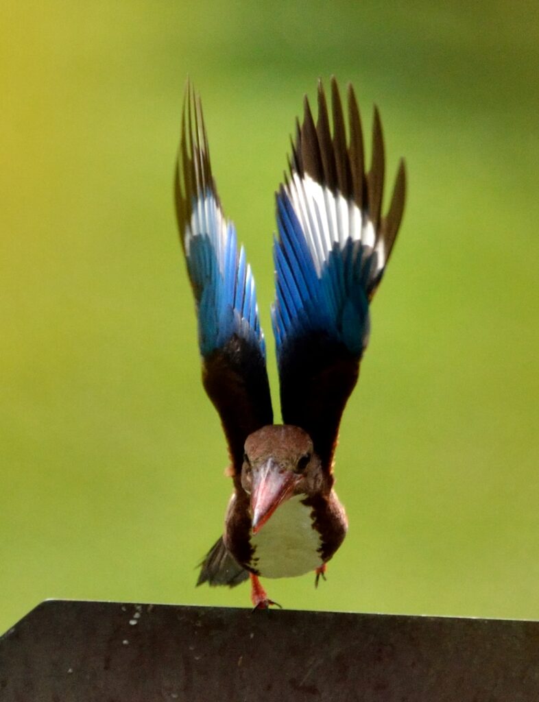 White-throated Kingfisher Apr.2014 in Singapore